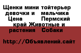 Щенки мини тойтерьер 2 девочки и 2 мальчика › Цена ­ 5-6 - Пермский край Животные и растения » Собаки   